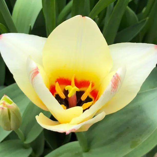 Albion Star Tulip (Tulipa Albion Star) Hero Img
